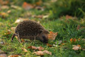 Egelhuisje in stedelijke tuin geplaatst onder struik met natuurlijke camouflage van bladeren en takken
