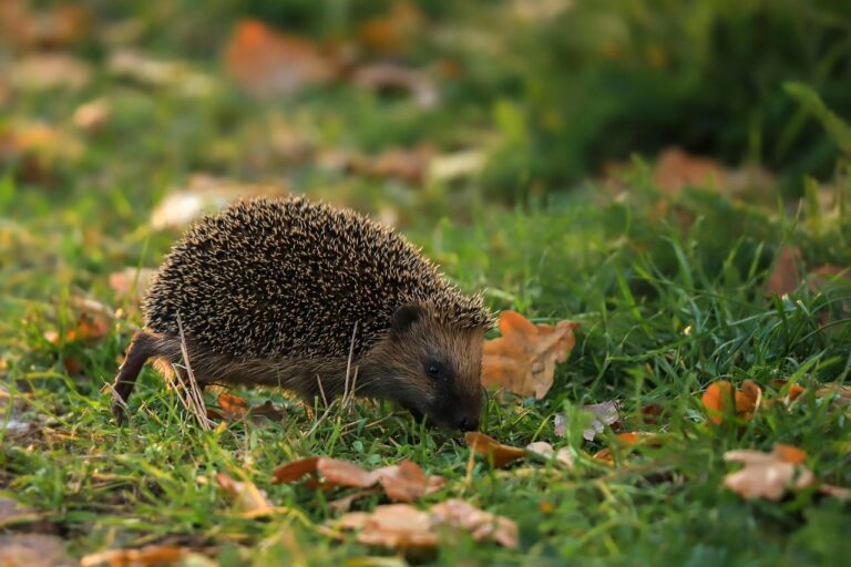 Ons team Egelhuisje in stedelijke tuin geplaatst onder struik met natuurlijke camouflage van bladeren en takken